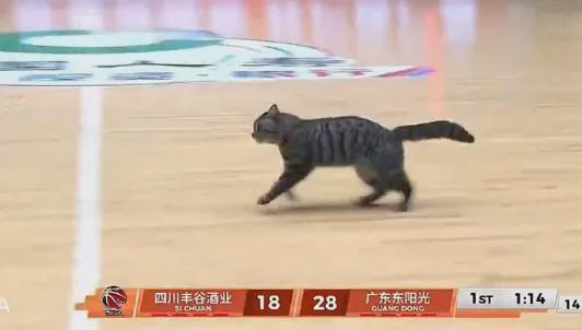 开云体育-5+3!陈国豪暴揍老东家!CBA又一奇葩条款诞生